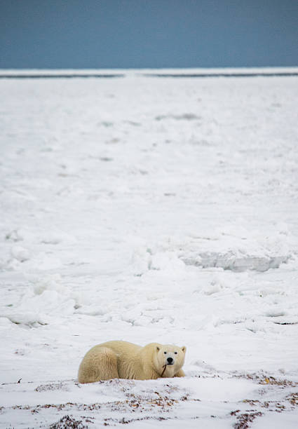 istock Polar bear lying in snow in the tundra. 635849148