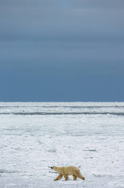 istock Polar bear on the tundra. 635849214