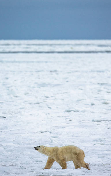 istock Polar bear on the tundra. 635849228