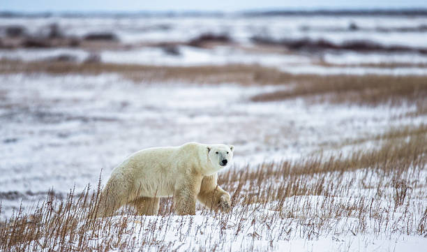 istock Polar bear on the tundra. 635849240