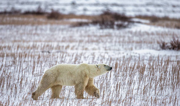 istock Polar bear on the tundra. 635849250