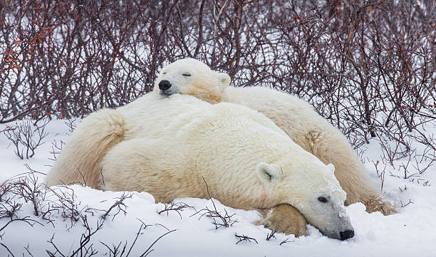 istock Polar bear with a cubs in the tundra. 635849262