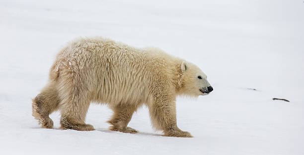 istock Polar bear on the tundra. 635849348