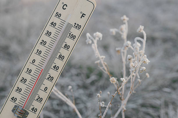 istock Thermometer with Zero degree Celsius next to frozen plant 635849404