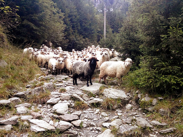 agriculture animal.