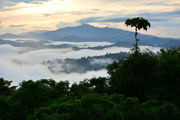 sunrise scenery in Danum Valley, Sabah Borneo