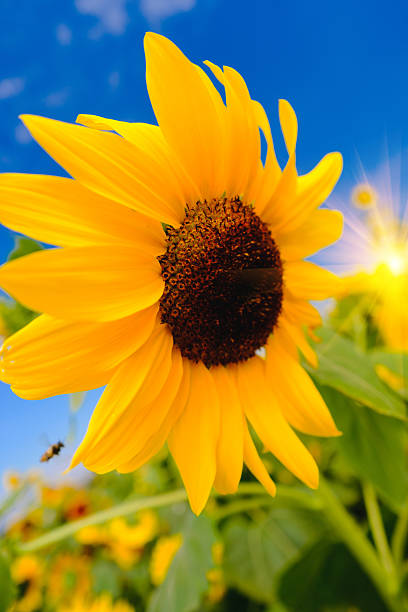 istock Sunflowers field with lighting flare effect. 635851456