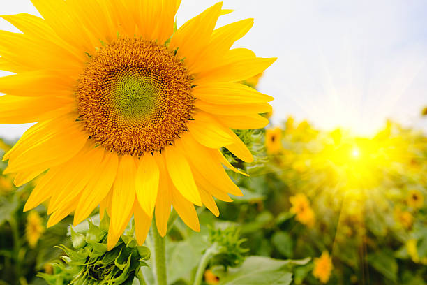 istock Sunflowers field with lighting flare effect. 635863796