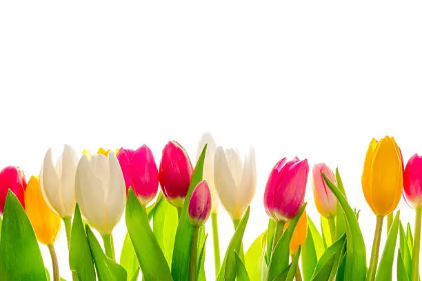 Multicolored fresh tulips, isolated on white background.