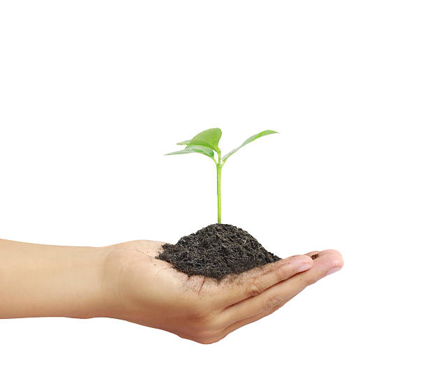 istock Man holding plant in  hand 635864592