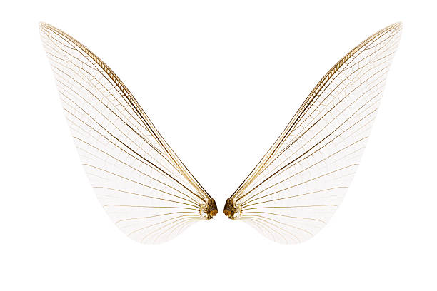 istock Wings of insect 635864654