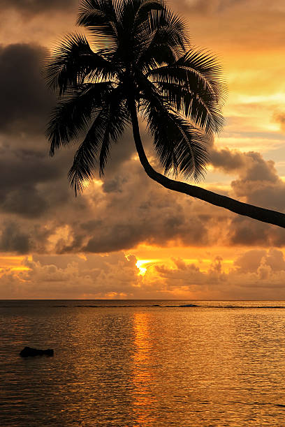 istock Silhouette of leaning palm tree at sunrise on Taveuni 635864752