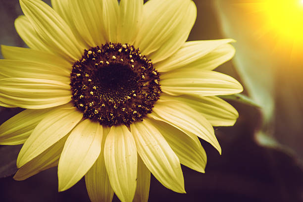 istock Sunflowers field with lighting flare effect. 635864876