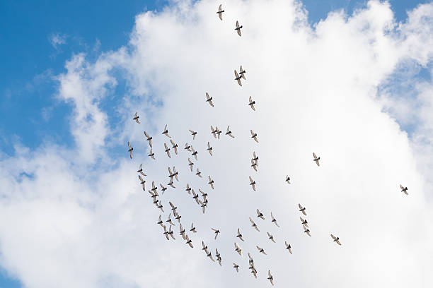 istock Birds are flying on blue sky with clouds. 635865066