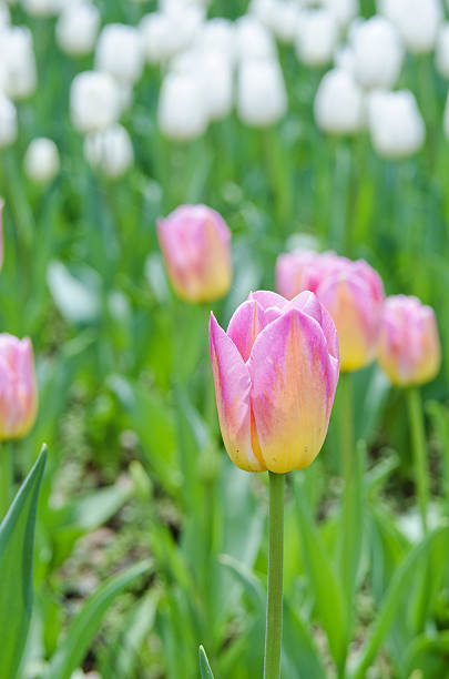 Tulips in spring,colourful tulip colourful tulip flowers formal garden flower bed gardening vegetable garden stock pictures, royalty-free photos & images