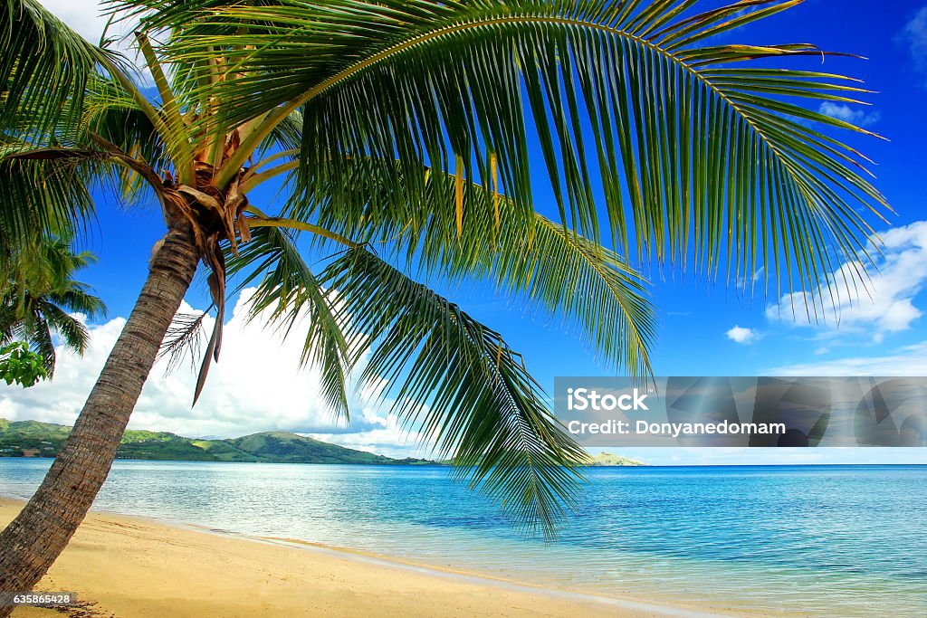 Leaning palm tree at the beach, Nananu-i-Ra island, Fiji Leaning palm tree at the beach on Nananu-i-Ra island, Fiji. Tourism is the main industry of Nananu-I-Ra Fiji Stock Photo