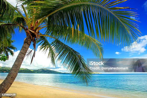 Leaning Palm Tree At The Beach Nananuira Island Fiji Stock Photo - Download Image Now