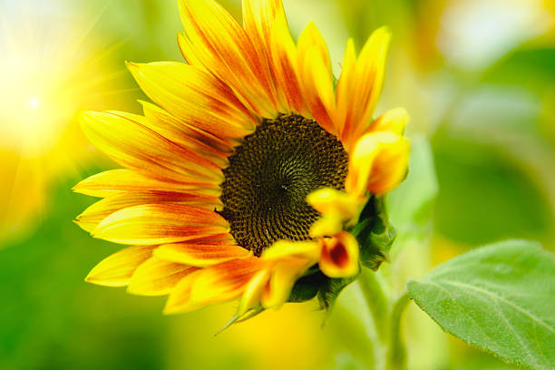 istock Red Sunflowers field with Sun rise flare effect. 635866186