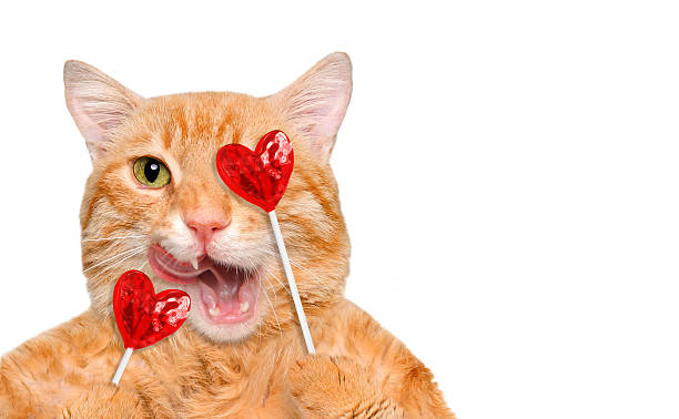 istock Cat is holding candy hearts in paws. 635869222