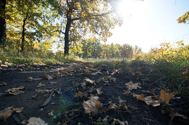 istock photo of autumn trees 635869768