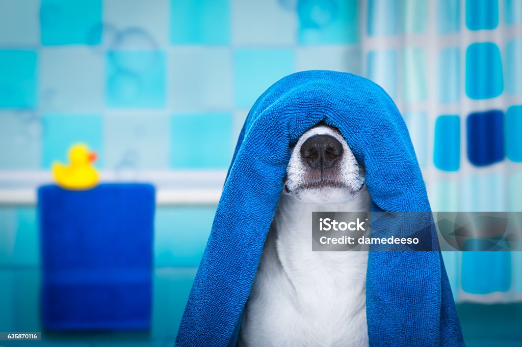 Hund in Derdusche oder Wellness-Spa - Lizenzfrei Tier Stock-Foto