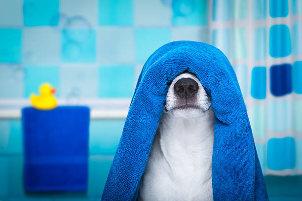 istock dog in shower  or wellness spa 635870116