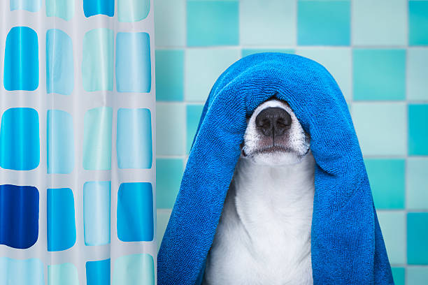 istock dog in shower  or wellness spa 635870156
