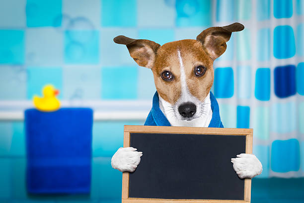 jack russell dog in a towel  not so amused about that , with blue color,  having a spa or wellness treatment or is about to have a shower , holding a placard or banner  blackboard in bathroom or bath