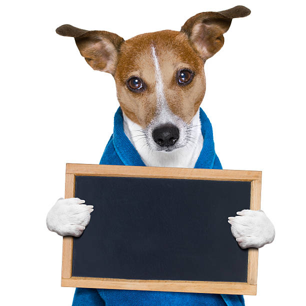 istock dog in shower  or wellness spa 635870252