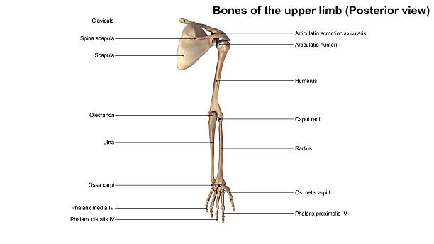 kości kończyny górnej - arm bone zdjęcia i obrazy z banku zdjęć
