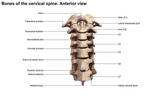 Neck anatomy is a well-engineered structure of bones, nerves, muscles, ligaments and tendons. The cervical spine (neck) is delicate—housing the spinal cord that sends messages from the brain to control all aspects of the body—while also remarkably strong and flexible, allowing movement in all directions.