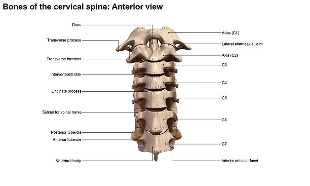 Cervical spine_Anterior view stock photo