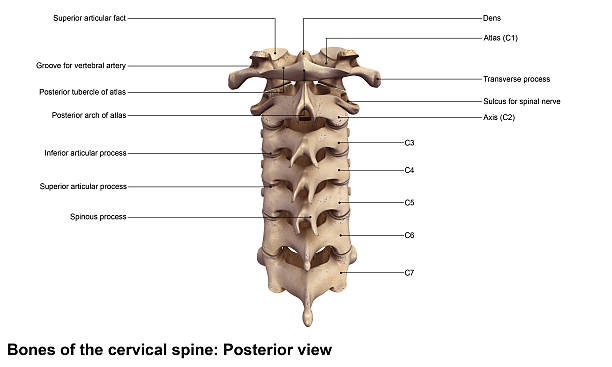 Cervical spine_Posterior view stock photo