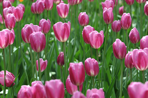 istock Colorful tulips on nature background 635870784