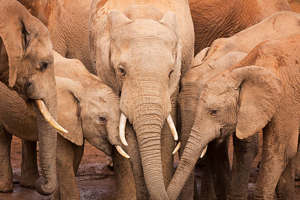 mandria di elefanti nel parco nazionale degli elefanti di addo, sudafrica - addo elephant national park foto e immagini stock