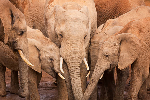 стадо слонов в национальном парке аддо слон, - addo elephant national park фотографии стоковые фото и изображения