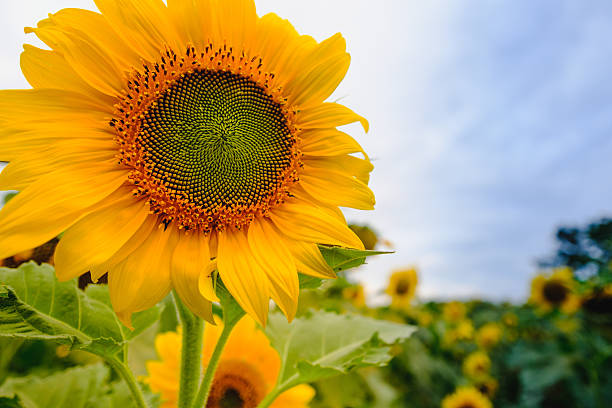 istock Selective and Soft focus. Sunflowers field 635871610
