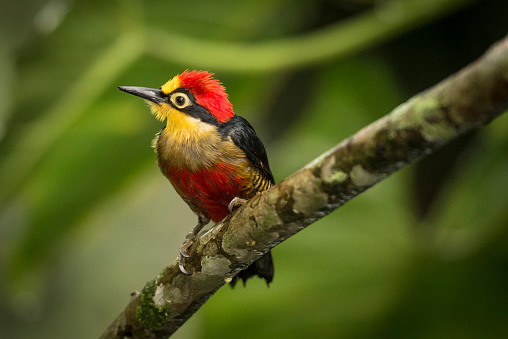 Close-up of a male yellow-fronted woodpecker, (Portuguese: Benedito-de-testa-amarela), (Melanerpes flavifrons), is a species of bird in the Picidae family. It is found in Argentina, Brazil, and Paraguay. Its natural habitats are subtropical or tropical moist lowland forests and heavily degraded former forest.