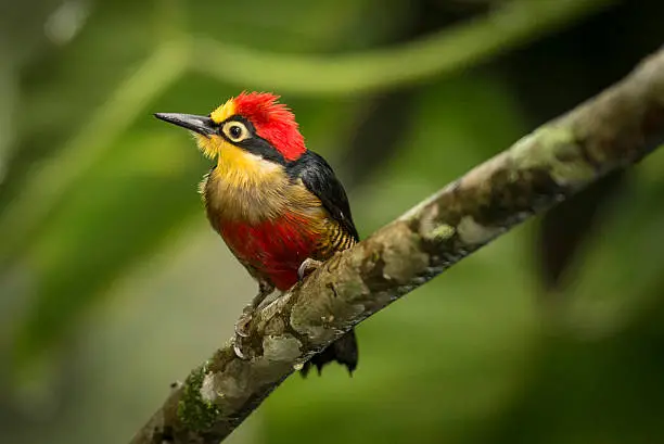 Close-up of a male yellow-fronted woodpecker, (Portuguese: Benedito-de-testa-amarela), (Melanerpes flavifrons), is a species of bird in the Picidae family. It is found in Argentina, Brazil, and Paraguay. Its natural habitats are subtropical or tropical moist lowland forests and heavily degraded former forest.