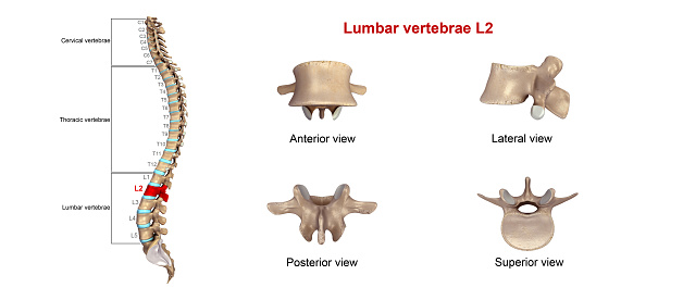 The lumbar vertebrae are, in human anatomy, the five vertebrae between the rib cage and the pelvis.