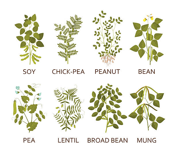 Legumes plants with leaves, pods and flowers Legumes plants with leaves, pods and flowers. Vector illustration. mung beans stock illustrations