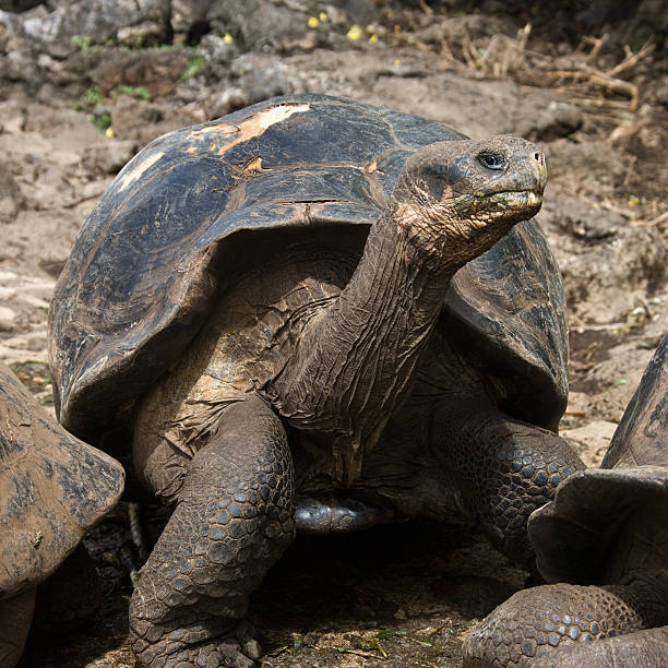 istock Giant Tortoise - Galapagos Islands 635876152