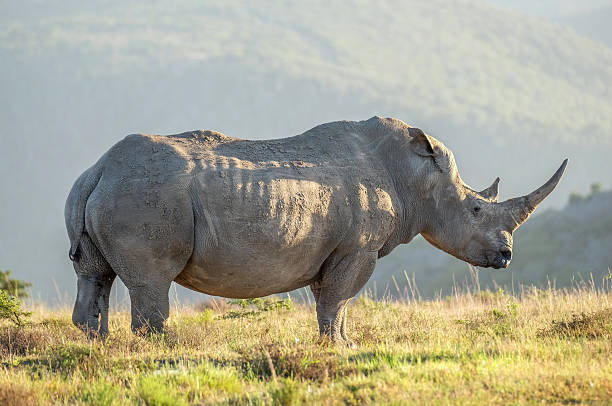 istock White Rhino in the wild 635876756