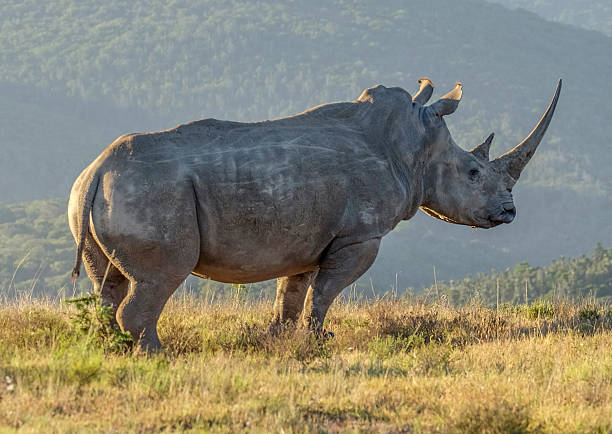 istock White Rhino in Africa 635876814