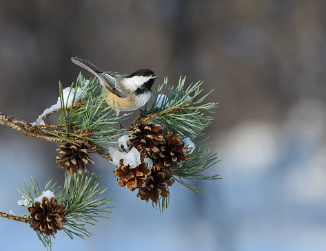 Black-Capped Chickadee Perched on Pie Tree Branch with Cones in Winter