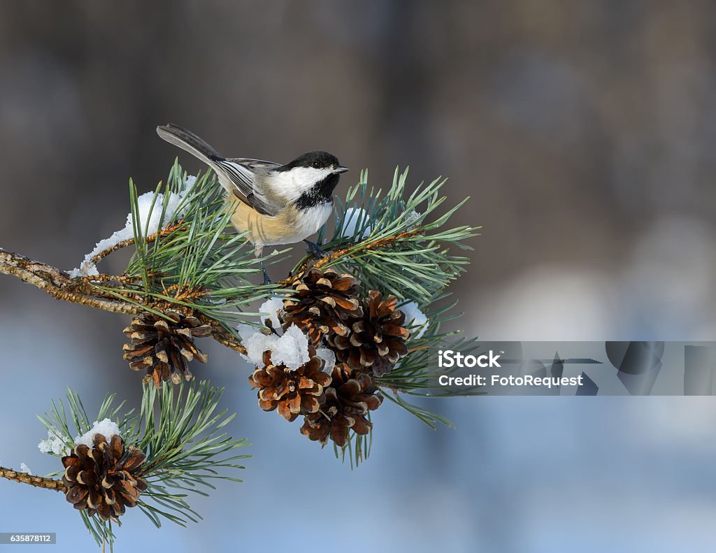 Black-Capped Chickadee Perched on Pie Tree Branch with Cones Black-Capped Chickadee Perched on Pie Tree Branch with Cones in Winter Chickadee Stock Photo