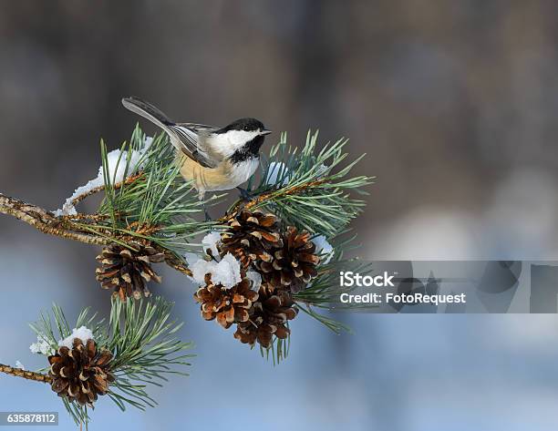 Blackcapped Chickadee Perched On Pie Tree Branch With Cones Stock Photo - Download Image Now