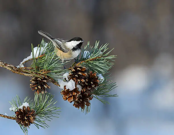 Photo of Black-Capped Chickadee Perched on Pie Tree Branch with Cones
