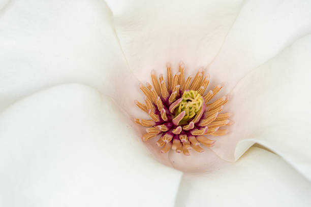 マグノリア、美しい白い花 - magnolia pink flower isolated ストックフォトと画像