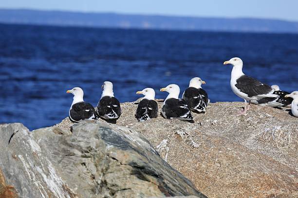 istock Seagulls resting on boulders, ocean behind 635883366